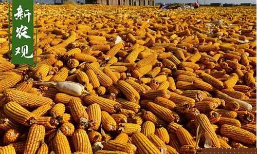 玉米粮食价格最新消息(玉米粮食行情)_https://www.ljyuan-tech.com_科创板_第1张