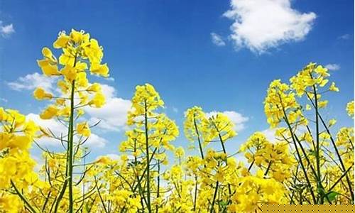 菜粕期货5月17日行情(菜粕最新期货)_https://www.ljyuan-tech.com_创业板_第1张