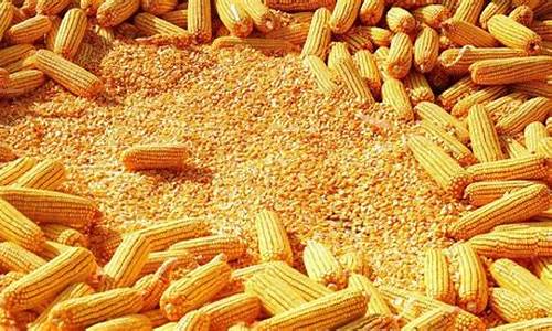 玉米期货5月4日c1809行情(玉米期货怎么看行情)_https://www.ljyuan-tech.com_创业板_第1张