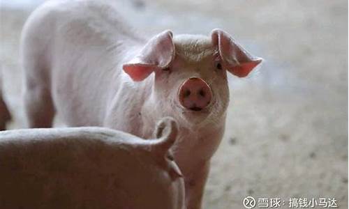 生猪期货今日生猪期货行情(生猪期货今日行情2205)_https://www.ljyuan-tech.com_深交所_第1张