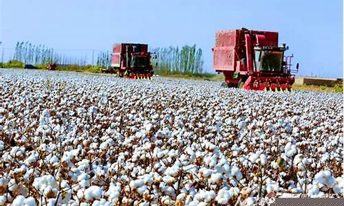 新疆棉花期货直播基地(新疆棉花期货直播基地在哪里)_https://www.ljyuan-tech.com_创业板_第1张