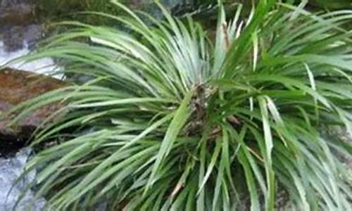 懒人种植十大紧缺药材(懒人种植十大紧缺药材白术)_https://www.ljyuan-tech.com_深交所_第1张