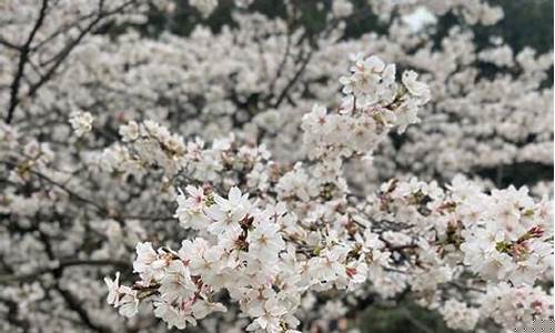 3月12日wu2198股市直播(3月12号股市)(3.12股市最新消息)_https://www.ljyuan-tech.com_上交所_第1张