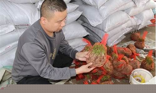 韭菜根财经直播(韭菜根价格)_https://www.ljyuan-tech.com_深交所_第1张