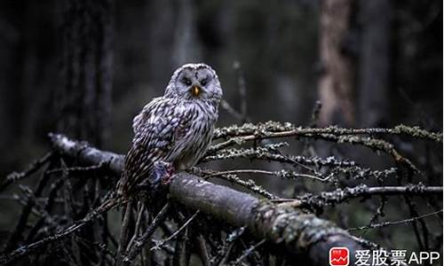 股票财经直播聪哥(财经聪哥炒股笔记)(我要看聪明财经)_https://www.ljyuan-tech.com_深交所_第1张